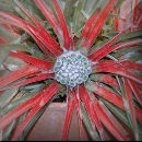 sample photo