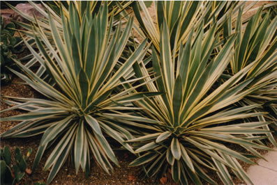 F e r d i n a n d u s h o f Yucca gele bladeren